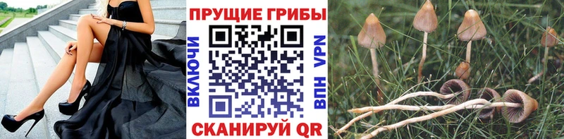 Псилоцибиновые грибы Cubensis  Купить где  Шлиссельбург 